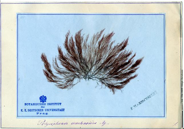 Polysiphonia arachnoidea_herb_Kirchsberg.jpg